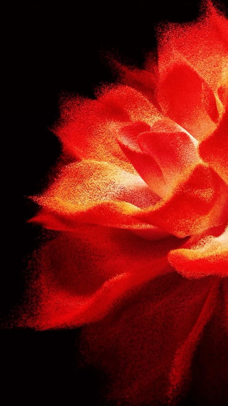 Red and orange flower emerging from a dark field