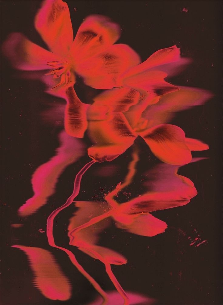 Red floral exposure on a dark background